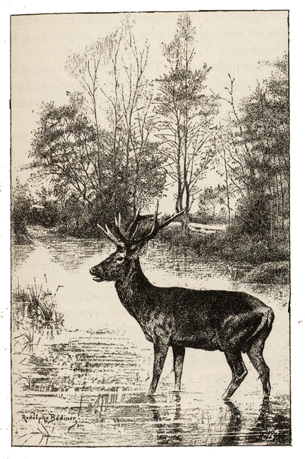 Illustration tirée du Manuel de Vènerie française - Emmanuel Le Couteulx de Canteleu (1890) - Hachette et Cie (Paris) - BnF (Gallica) 13